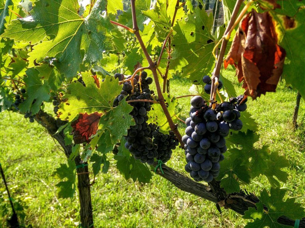 Podere Terreno Via Della Volpaia Radda In Chianti